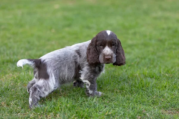 Giovane Inglese Cocker Spaniel Cucciolo All Aperto Erba Verde Pane — Foto Stock