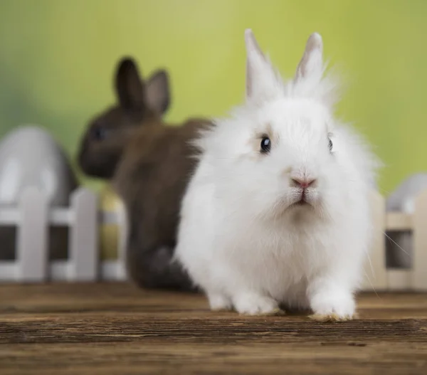 Conejo Conejo Huevos Pascua Sobre Fondo Verde —  Fotos de Stock