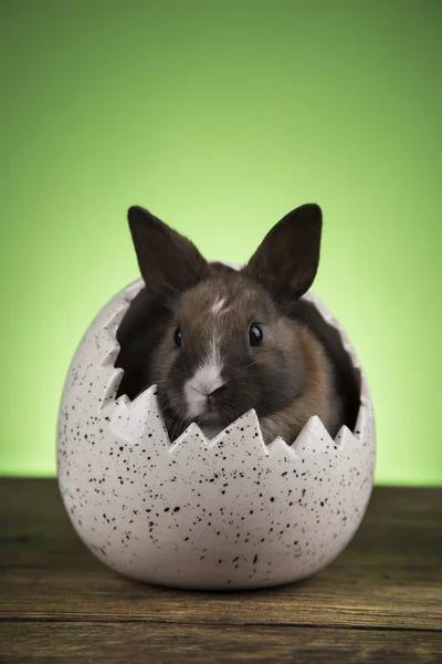 Feliz Pascua Conejito Bebé Conejo Huevo Sobre Fondo Verde — Foto de Stock