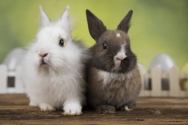 Feliz Pascua Conejito Bebé Conejo Huevo Sobre Fondo Verde — Foto de Stock