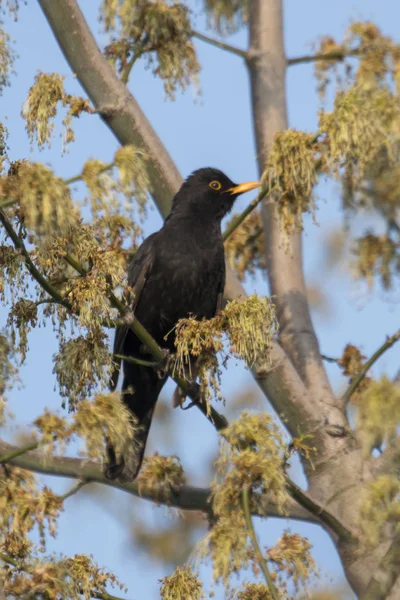 Blackbird Samiec Siedzi Puszysty Drzewie Młodymi Pędami Przed Błękitnym Niebem — Zdjęcie stockowe