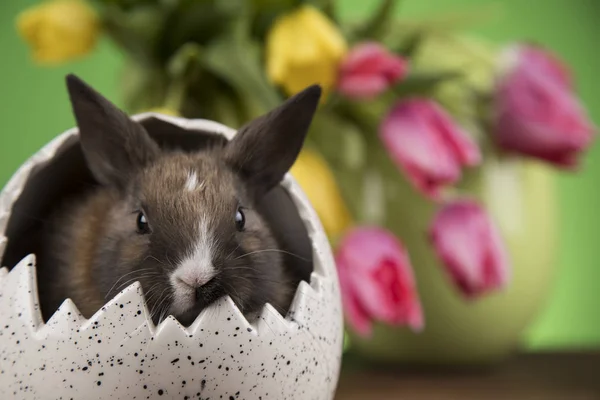 Rabbit and easter eggs, and tulip flower in green background