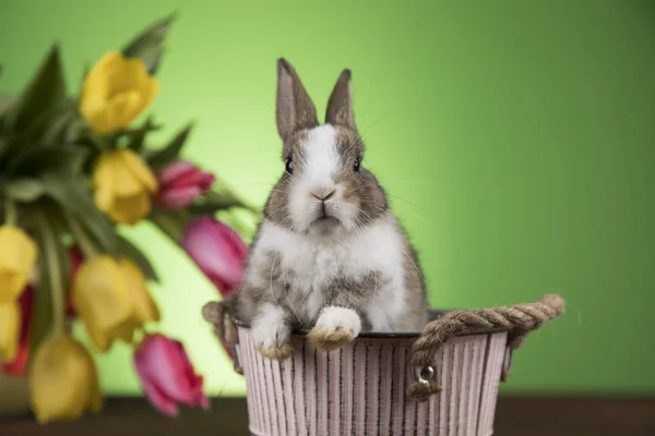 Święta Wielkanocne Jaja Kwiaty Bunny — Zdjęcie stockowe