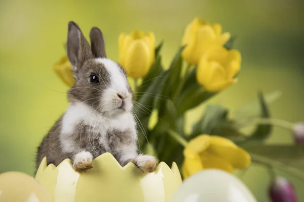 Nyúl Húsvéti Tojás Tulipán Virág Zöld Háttér — Stock Fotó