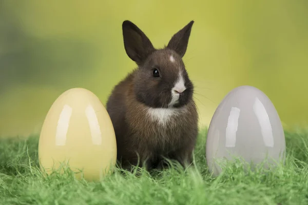 Konijn Konijn Pasen Eieren Groene Achtergrond — Stockfoto