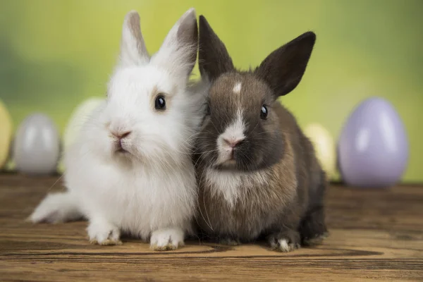 Pequeño Conejo Bebé Lindo Huevos Pascua — Foto de Stock