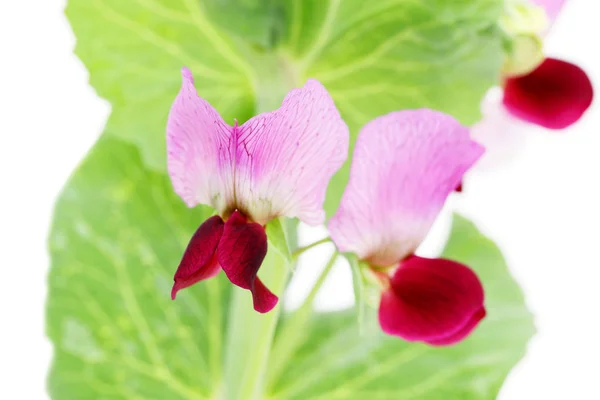 Beyaz Arka Plan Üzerinde Izole Yeşil Fasulye Çiçek — Stok fotoğraf