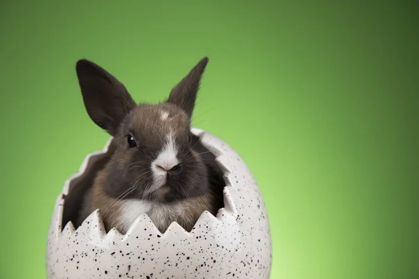 Pequeño Conejo Bebé Lindo Huevos Pascua — Foto de Stock