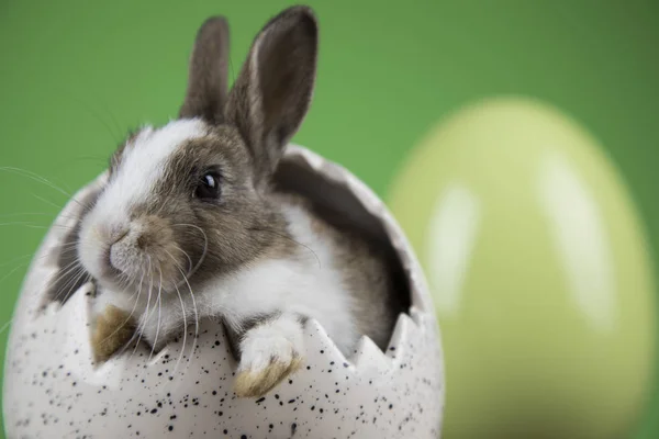 Conejo Conejo Huevos Pascua Sobre Fondo Verde — Foto de Stock