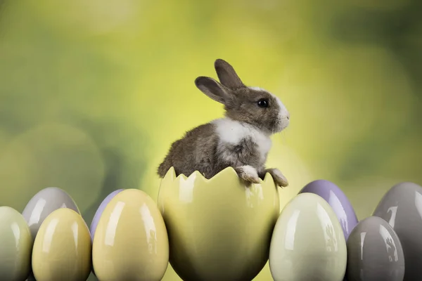 Veselé Velikonoce Baby Bunny Králíků Vajec Zeleném Pozadí — Stock fotografie
