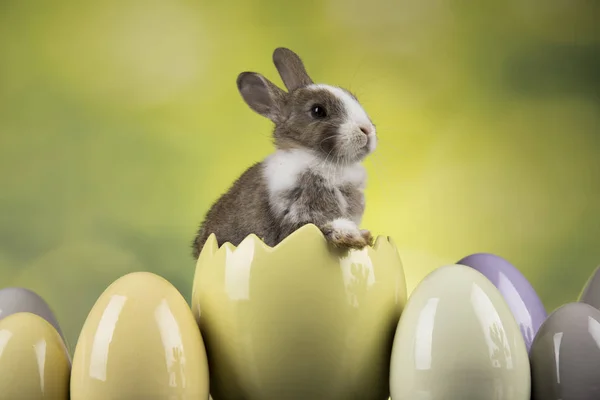 愉快的复活节 小兔子 兔子和蛋在绿色背景 — 图库照片
