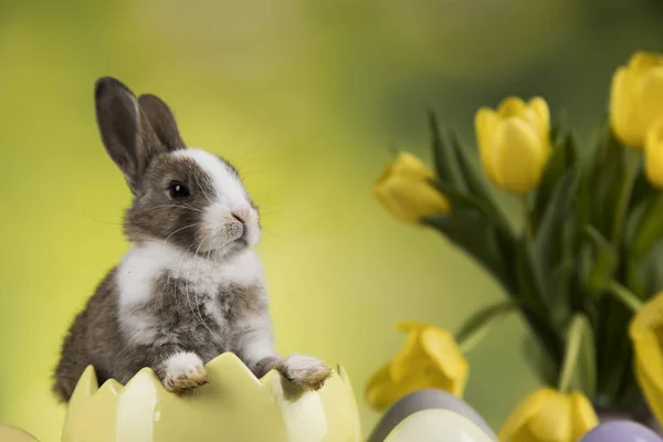 Oeufs Lapin Pâques Fleur Tulipe Fond Vert — Photo