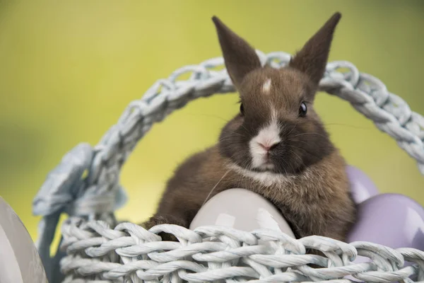 Маленький Кролик Корзинкой — стоковое фото