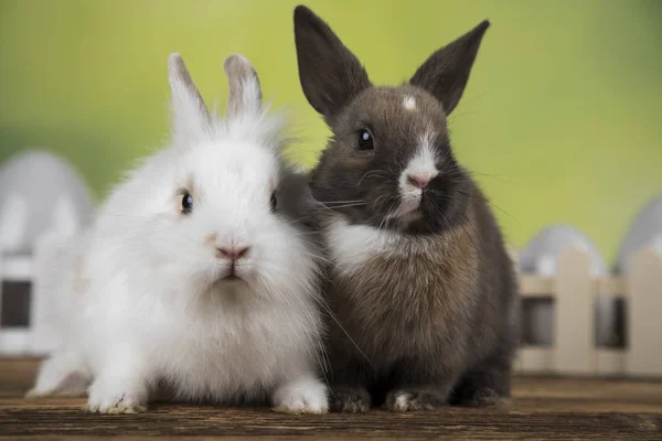 Conejo Con Huevos Pascua Sobre Fondo Verde — Foto de Stock