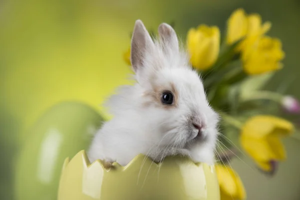 Vacances Pâques Avec Œufs Fleurs Lapin — Photo