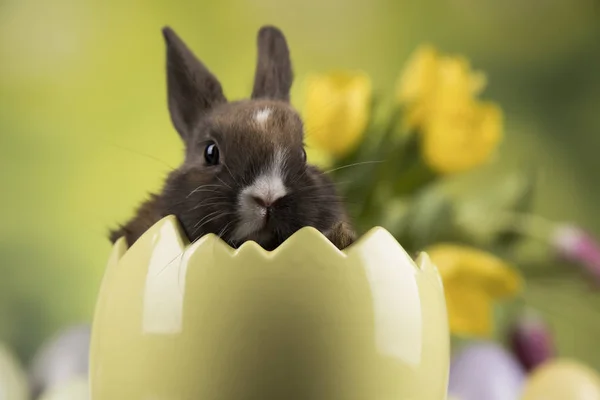 Vacances Pâques Avec Œufs Fleurs Lapin — Photo