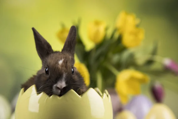 Rabbit and easter eggs, and tulip flower in green background