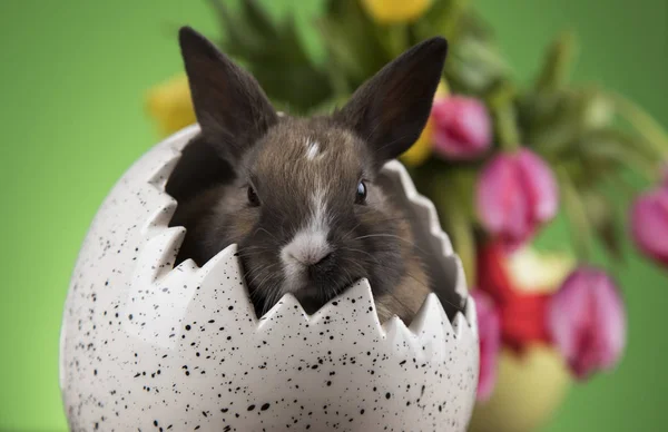 Conejo Huevos Pascua Flor Tulipán Fondo Verde — Foto de Stock
