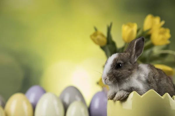 Králíků Velikonoční Vajíčka Tulipány Zelené Pozadí — Stock fotografie