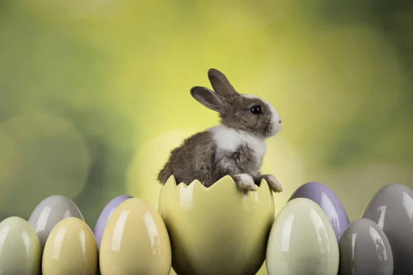Bunny Králíků Velikonoční Vajíčka Zeleném Pozadí — Stock fotografie