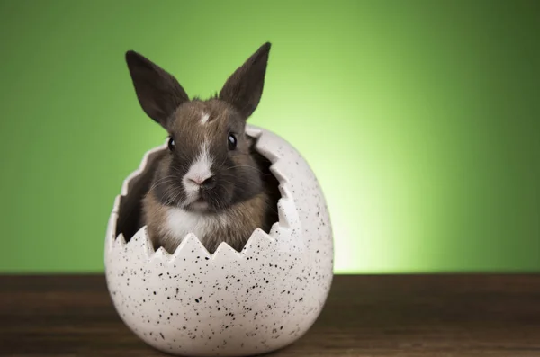 Feliz Pascua Conejito Bebé Conejo Huevo Sobre Fondo Verde — Foto de Stock