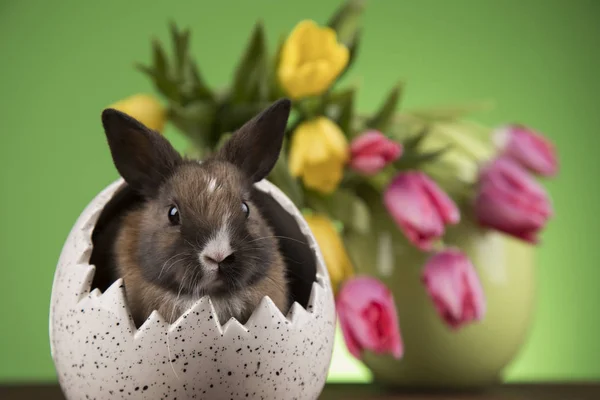 Pequeño Conejo Bebé Lindo Pascua — Foto de Stock