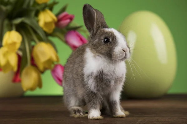 Tavşan Paskalya Yumurtaları Lale Çiçek Yeşil Arka Planda — Stok fotoğraf