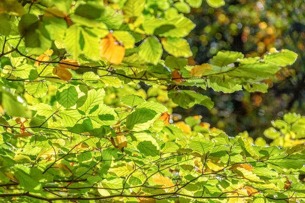 Słoneczny Podświetlany Szczegół Listowia Jesienią — Zdjęcie stockowe