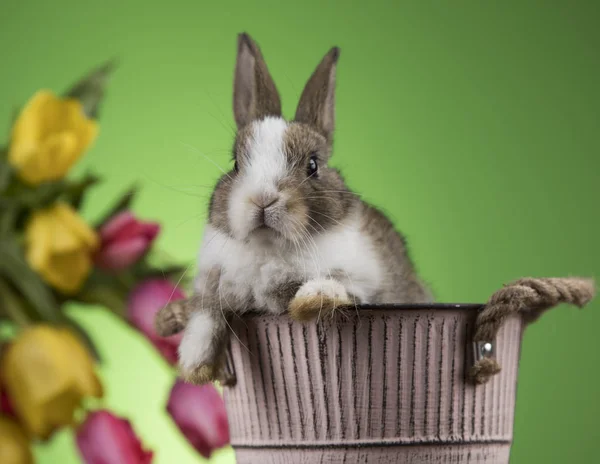 Kaninchen Und Ostereier Und Tulpenblume Vor Grünem Hintergrund — Stockfoto