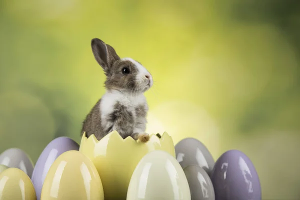 Veselé Velikonoce Baby Bunny Králíků Vajec Zeleném Pozadí — Stock fotografie