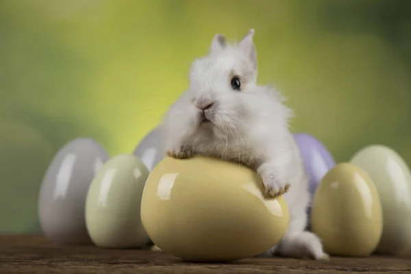 Bunny Králíků Velikonoční Vajíčka Zeleném Pozadí — Stock fotografie