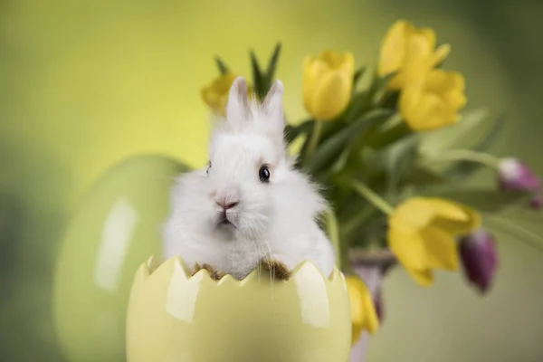 Пасхальный Праздник Яйцами Цветами Кроликом — стоковое фото