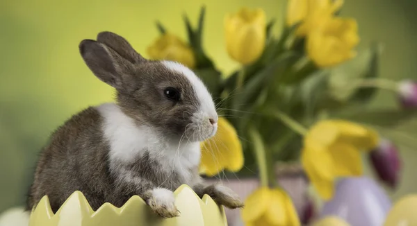 兔子和复活节彩蛋 郁金香花在绿色背景 — 图库照片