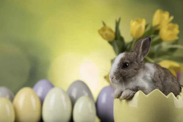 Весенний Кролик Цветочный Фон Тюльпана — стоковое фото