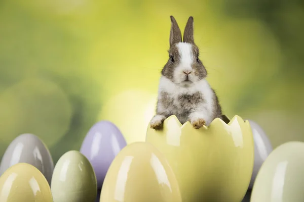 兔子与复活节彩蛋在绿色背景 — 图库照片