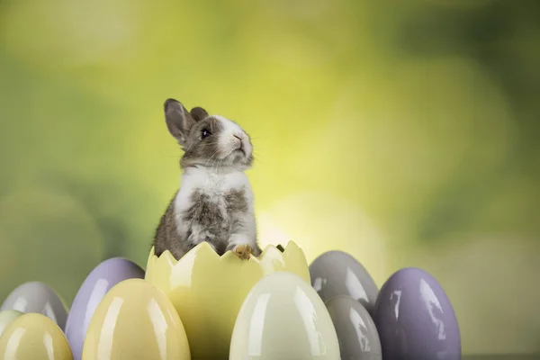 Malé Roztomilé Dítě Králíků Velikonoční Vajíčka — Stock fotografie