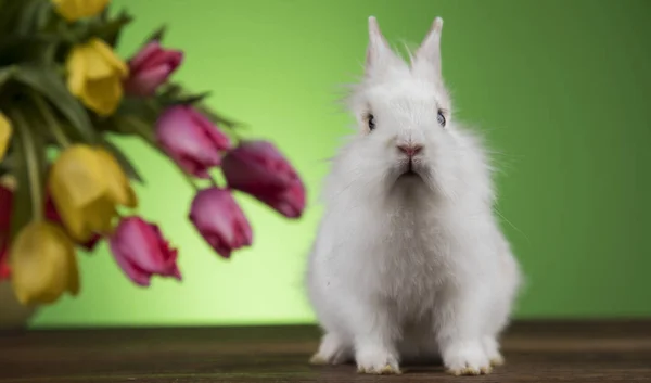 Králíků Velikonoční Vajíčka Tulipány Zelené Pozadí — Stock fotografie