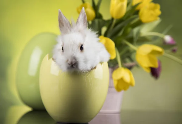 Vacaciones Pascua Con Huevos Flores Conejito — Foto de Stock