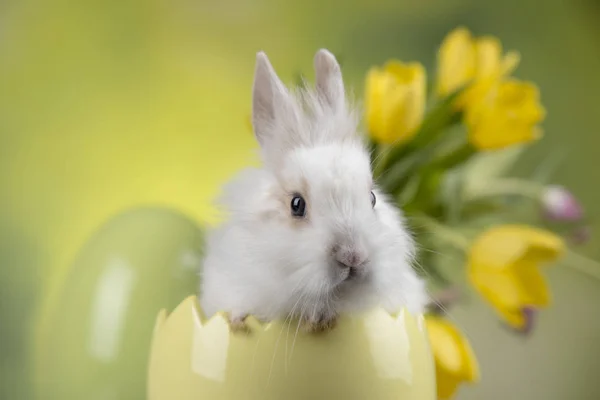 兔子和复活节彩蛋 郁金香花在绿色背景 — 图库照片