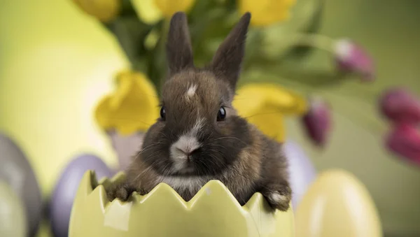 Oeufs Lapin Pâques Fleur Tulipe Fond Vert — Photo