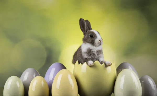 Bunny Králíků Velikonoční Vajíčka Zeleném Pozadí — Stock fotografie