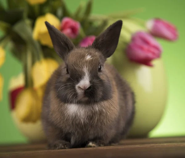 Rabbit and easter eggs, and tulip flower in green background