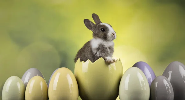 Bunny Králíků Velikonoční Vajíčka Zeleném Pozadí — Stock fotografie