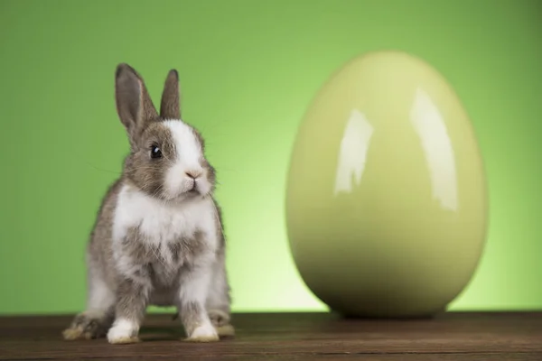 Feliz Pascua Conejito Bebé Conejo Huevo Sobre Fondo Verde — Foto de Stock