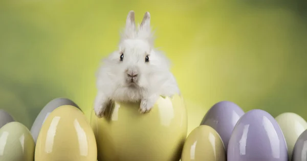 可爱的小兔子和复活节蛋 — 图库照片