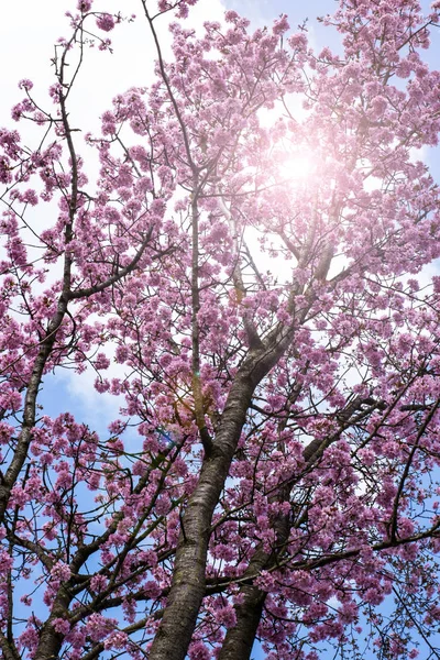 Kiraz Çiçekleri Ağaçta Çiçek Açar — Stok fotoğraf
