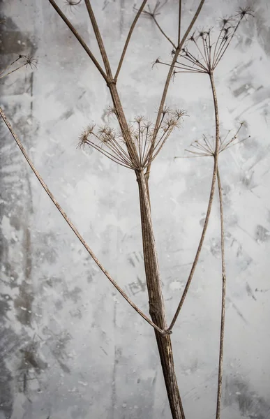 Növényi Ágak Betonfal Háttér Textúra Közelről — Stock Fotó