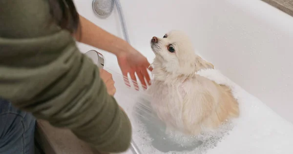 ポメラニア犬が風呂に入る — ストック写真