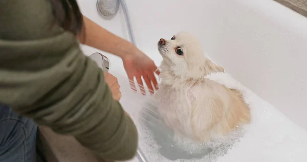 Poméranie Chien Prendre Bain — Photo