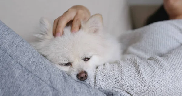 Dormir Poméranien Blanc Avec Câlin Propriétaire Animal Compagnie — Photo